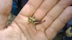 Eupholidoptera magnifica