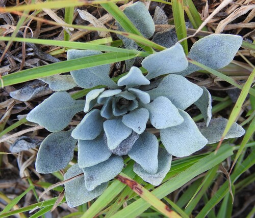 Oval-leaf Bladderpod (Physaria ovalifolia)