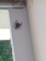 Metaphidippus