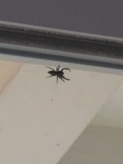 Metaphidippus