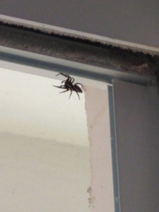 Metaphidippus