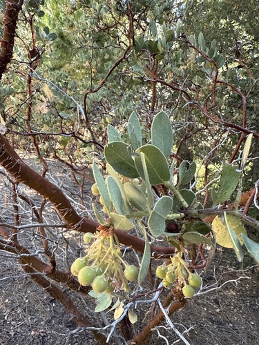 iNaturalist observation photo of Pringle's manzanita