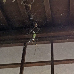 Trichonephila clavata