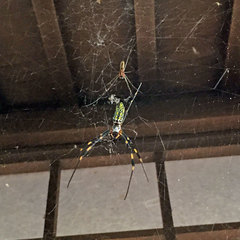 Trichonephila clavata