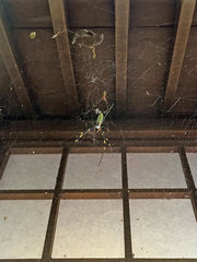 Trichonephila clavata