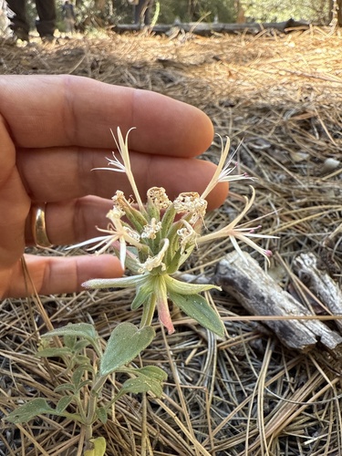 iNaturalist observation photo of Yellow monardella