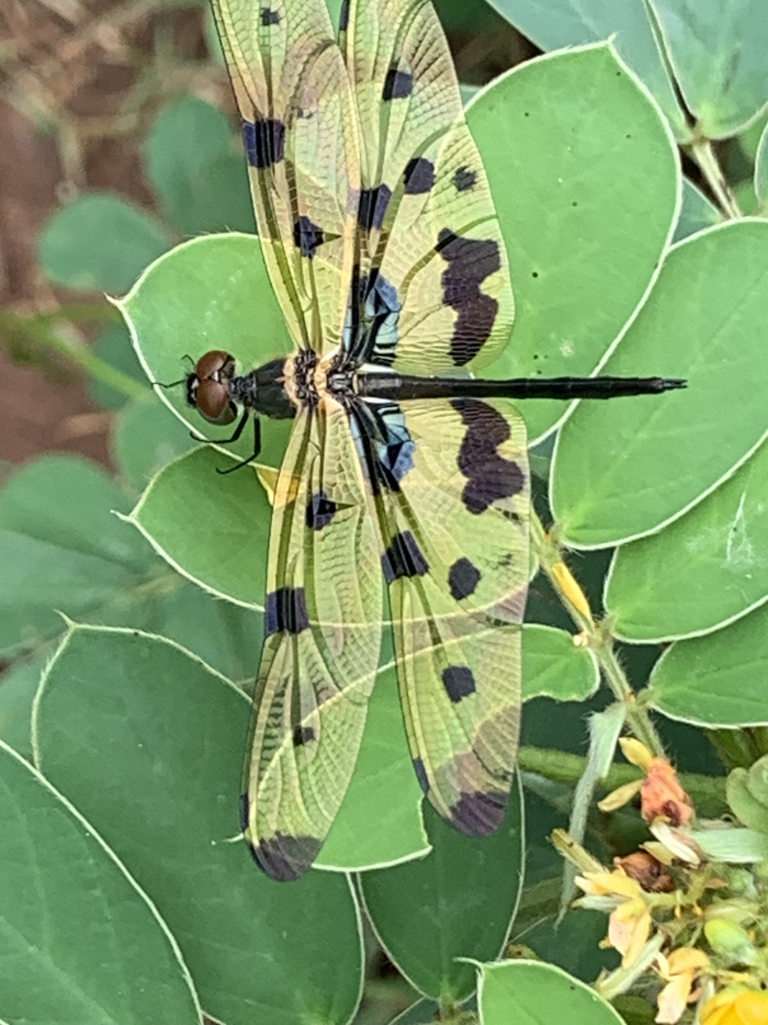 Common Branded Redeye
