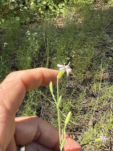 iNaturalist observation photo of San Francisco Campion