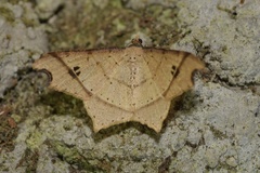 Macaria triplicaria