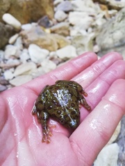 Heleophryne purcelli