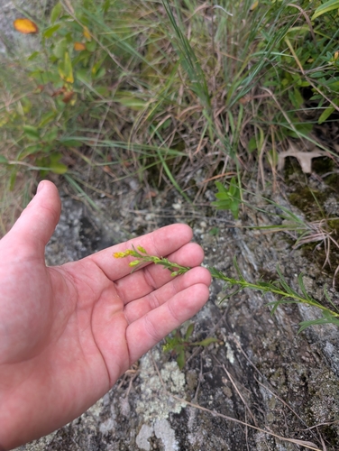 Racemose Goldenrod (Solidago racemosa)