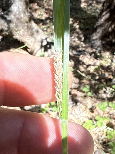 iNaturalist observation photo of true sedges