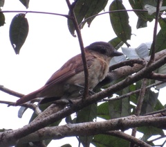 Pachyramphus minor