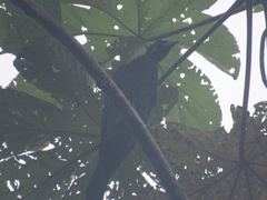 Gymnoderus foetidus