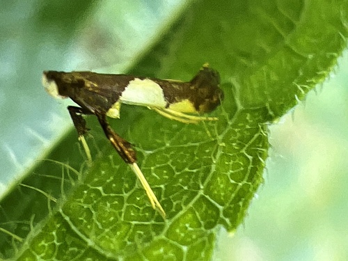 Maple Caloptilia Moth photo 2