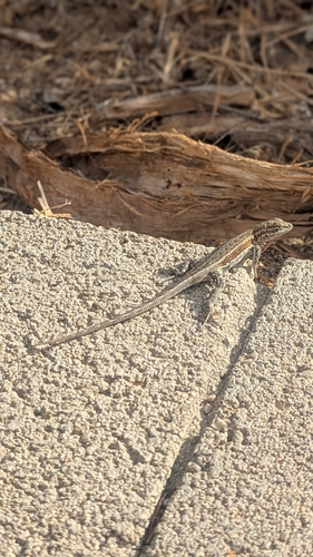 iNaturalist observation photo of Common Side-blotched Lizard