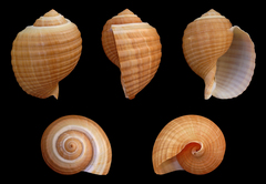 Reuzentonhoren