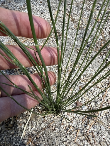 iNaturalist observation photo of smooth horsetail