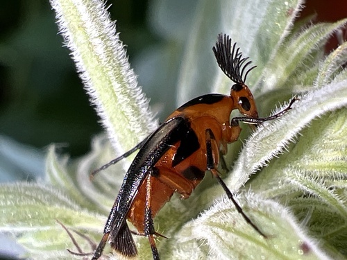 Bordered Wedge-shaped Beetle photo 4