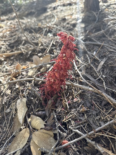 iNaturalist observation photo of Snowplant