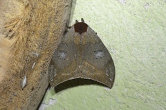 Automeris argentifera