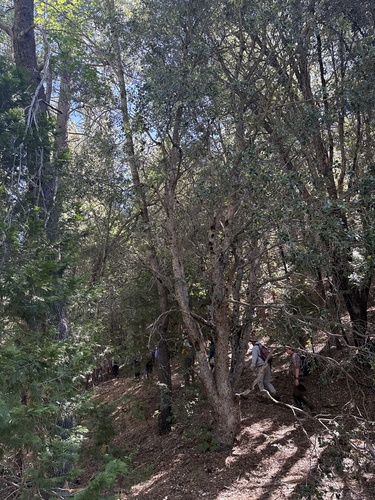 iNaturalist observation photo of canyon live oak