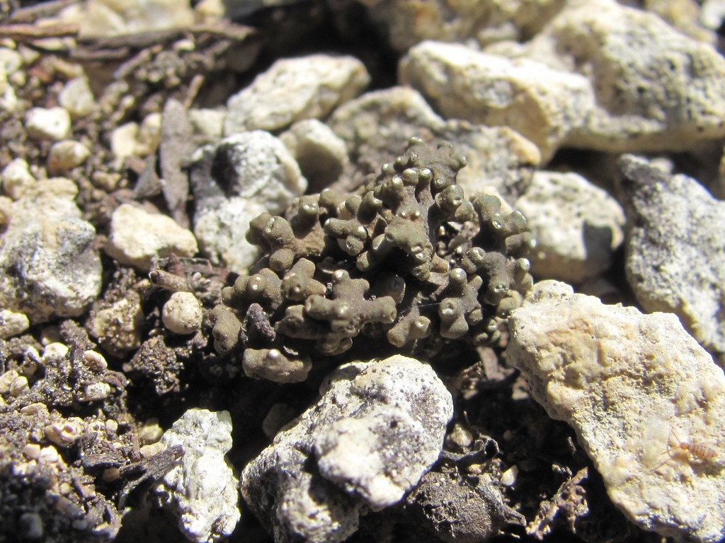 Circinaria fruticulosa