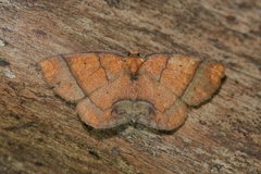 Melinodes detersaria