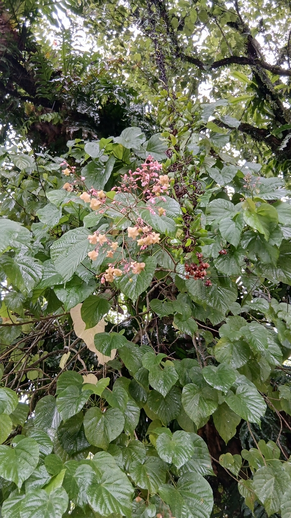 Guest Tree (Kleinhovia hospita)