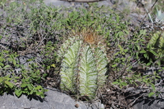 Astrophytum ornatum
