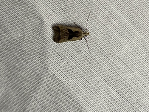 Bilobed Dichomeris Moth photo 2