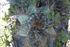 Astrophytum ornatum