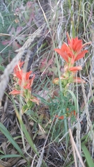 Castilleja nelsonii