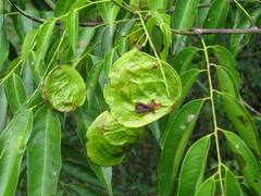 Pterocarpus officinalis