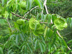 Pterocarpus officinalis