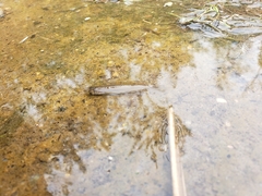 Atheriniformes