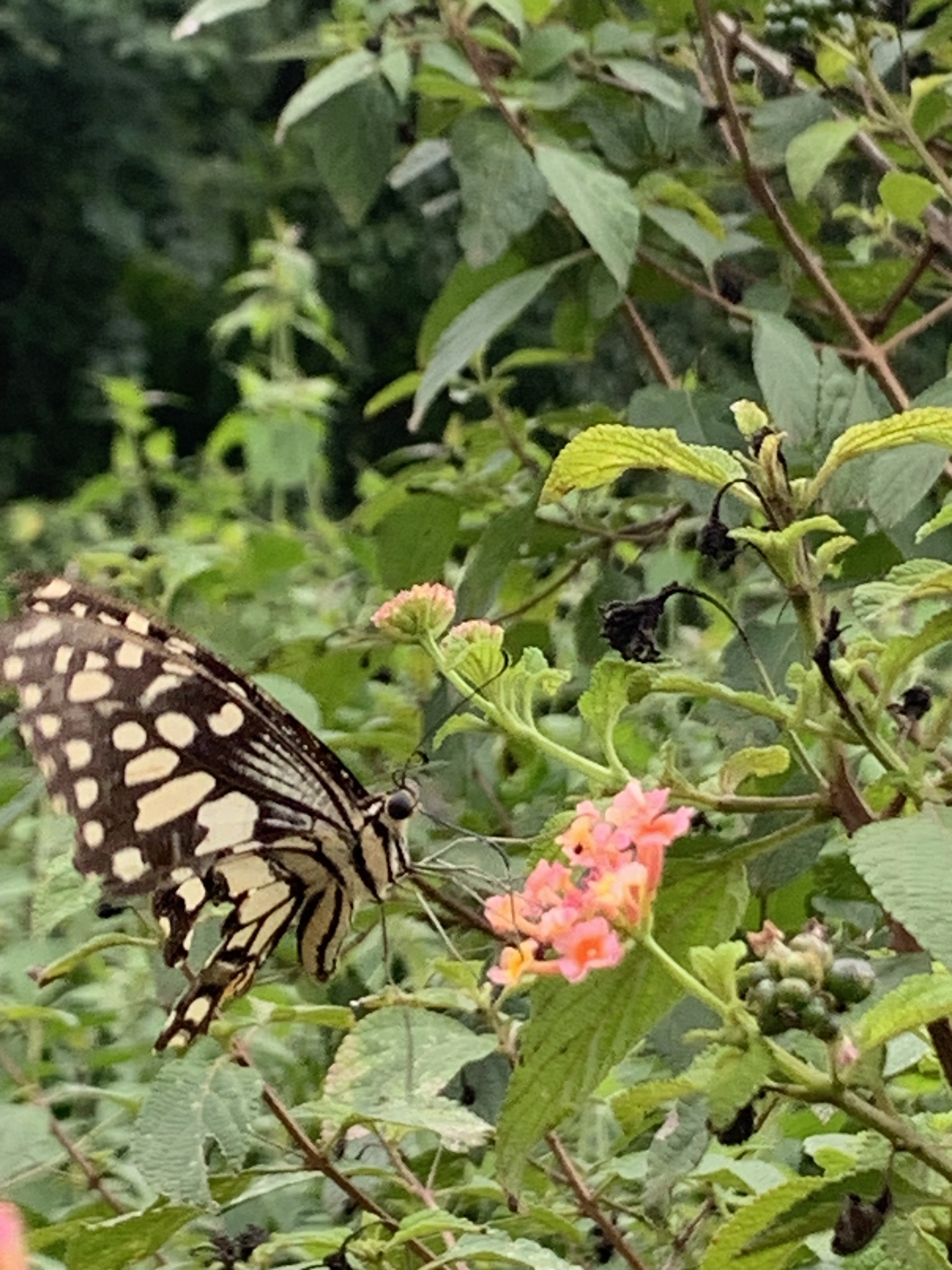 Lime Swallowtail