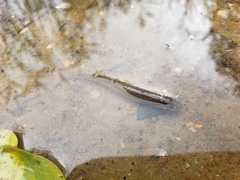 Atheriniformes