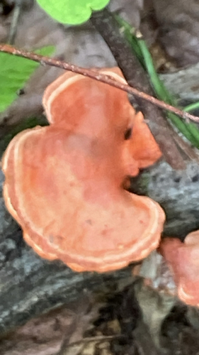 Trametes coccinea