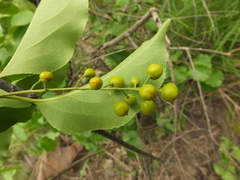 Celastrus paniculatus