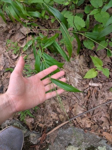 roundseed panicgrass (Dichanthelium polyanthes)
