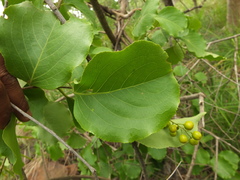Celastrus paniculatus
