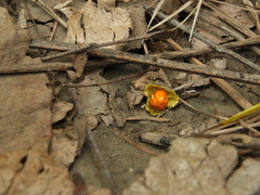 Celastrus paniculatus
