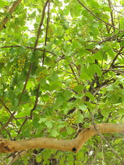 Celastrus paniculatus