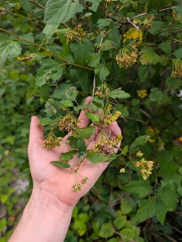 Physocarpus opulifolius