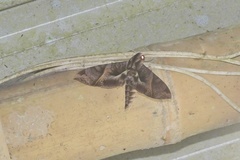 Eumorpha triangulum