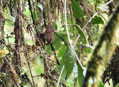 Cinnycerthia unirufa