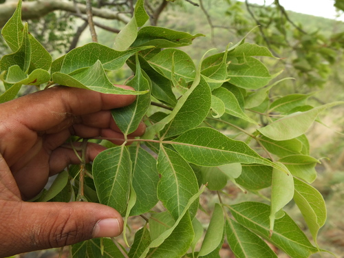 Commiphora caudata
