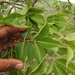 Commiphora caudata - Photo (c) Siddarth Machado, some rights reserved (CC BY), uploaded by Siddarth Machado