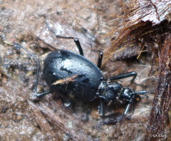 Scaphinotus cristatus